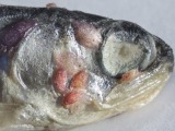 Wild salmon stocks ‘wiped out’ by sea lice