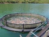 Showdown looming over future of fish farming in Bantry Bay