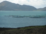 Undercurrent News, 29 Oct 2013: ISA suspected in northern Norway farms