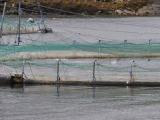 Galway Advertiser, 28 Nov 2013: Galway Bay salmon farm halted as EU concerned by ‘Fundamental errors’ in scientific data