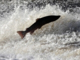 EU Fish News, 28 Oct 2013: Salmon Protestors Target Rivers Trust