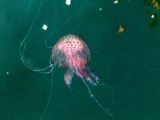 Irish Times, 21 Oct 2013: Jellyfish ‘bloom’ kills thousands of farmed salmon off Co Mayo