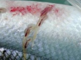 EU Fish News, Friday 29 August: Salmon Lice Probe is a Family Affair
