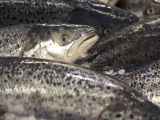 The National, 25 Nov 2013: Salmon Farming In The Emirates Set To Become A Reality