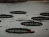 Irish Times, 25 Nov 2013: EU to reopen salmon farm inquiry