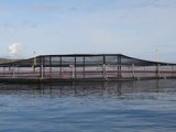 Press Release: Aquaculture License Appeals Board demands further assessments as salmon farm may put protect bird species at risk