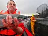 The Observer, 16 Feb 2014: Fish farms are destroying wild Scottish salmon, says leading environmentalist