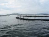SALMON FARM’S 80,000 MORTALITIES ‘PARTLY CAUSE BY FARMS THEMSELVES’