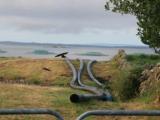 Connemara Journal, 9 September 2014: Marine Harvest to remove controversial pipeline