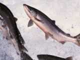 Irish Examiner, 1 Sept 2014: Environmental lobby threatens legal action over escaping salmon
