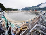 Vancouver Sun, June 12, 2015: Scientists dispute findings of provincial report that minimizes risk of aquaculture to wild salmon